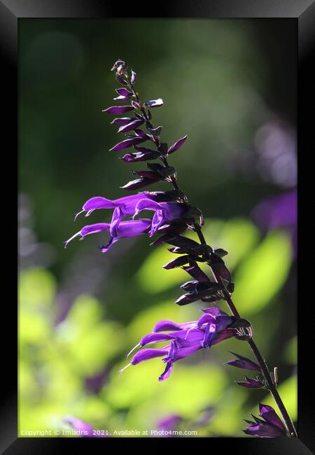 Single Purple Salvia Amistad Bloom Framed Print by Imladris 