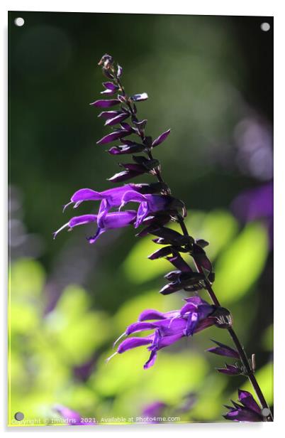 Single Purple Salvia Amistad Bloom Acrylic by Imladris 