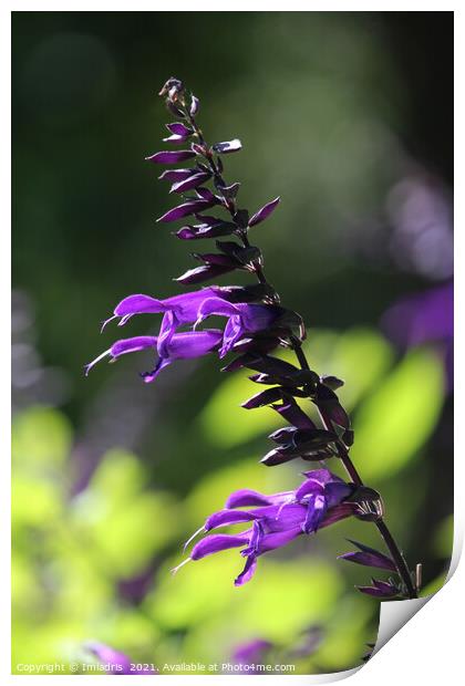 Single Purple Salvia Amistad Bloom Print by Imladris 