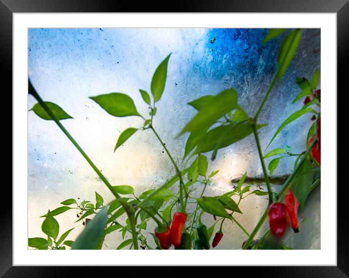 Chillies - homage to Turner  Framed Mounted Print by Steve Taylor