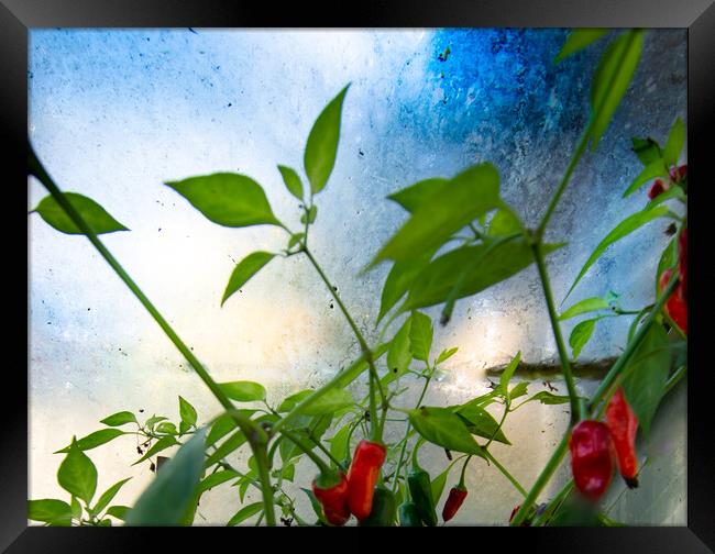 Chillies - homage to Turner  Framed Print by Steve Taylor