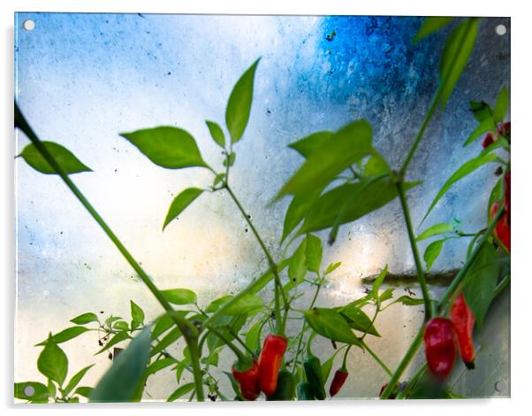 Chillies - homage to Turner  Acrylic by Steve Taylor