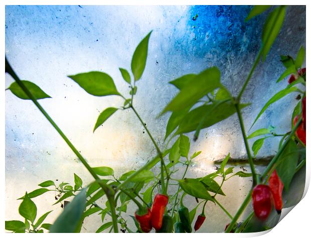 Chillies - homage to Turner  Print by Steve Taylor