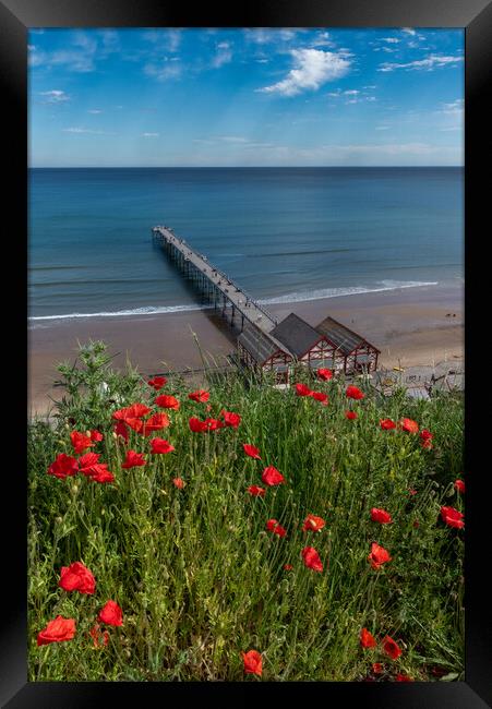 Poppies above Saltburn pier Framed Print by Gary Eason