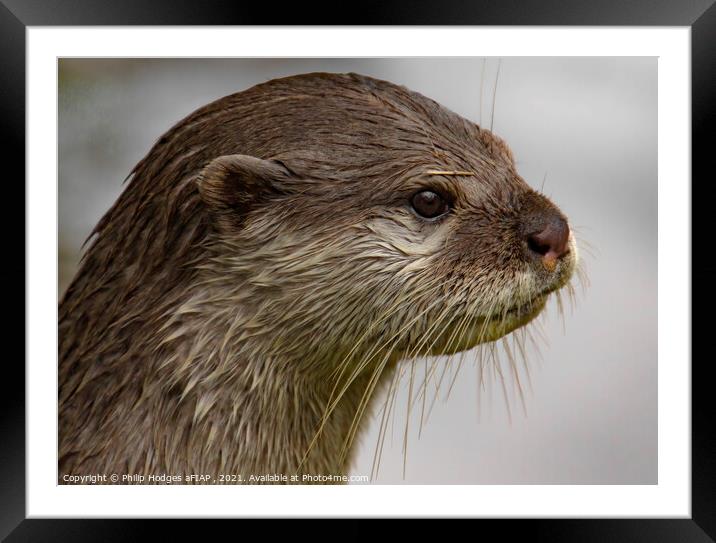 Otter portrait Framed Mounted Print by Philip Hodges aFIAP ,