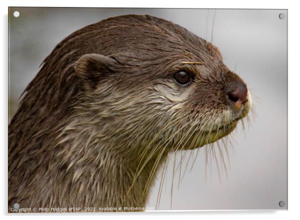 Otter portrait Acrylic by Philip Hodges aFIAP ,