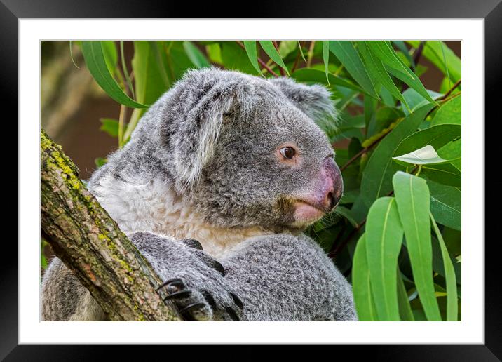 Koala Bear in Tree Framed Mounted Print by Arterra 