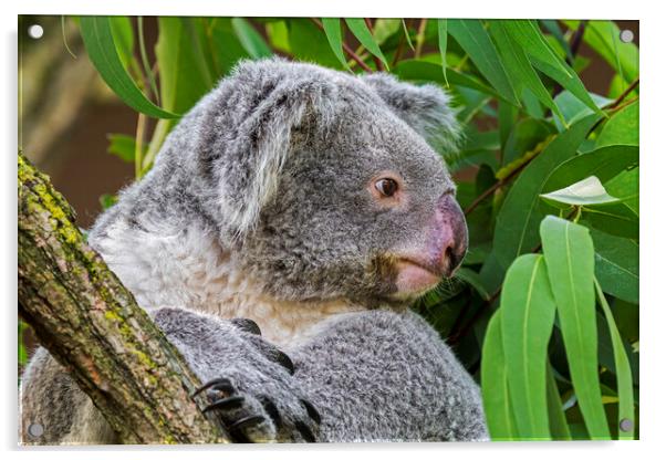 Koala Bear in Tree Acrylic by Arterra 