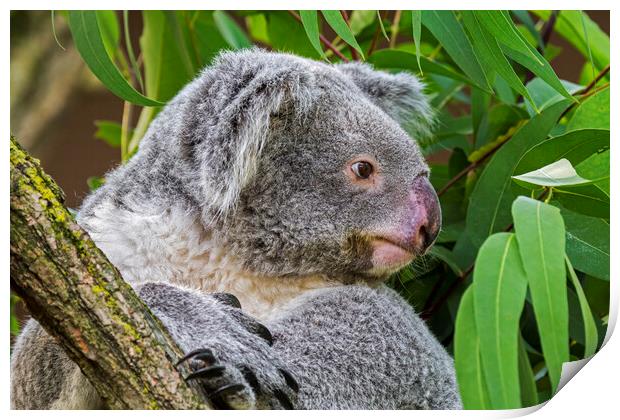 Koala Bear in Tree Print by Arterra 