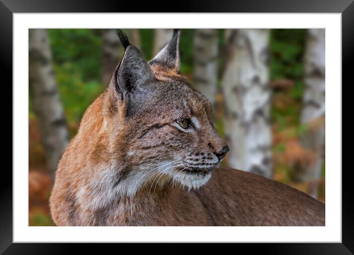 Eurasian Lynx in Birch Forest Framed Mounted Print by Arterra 