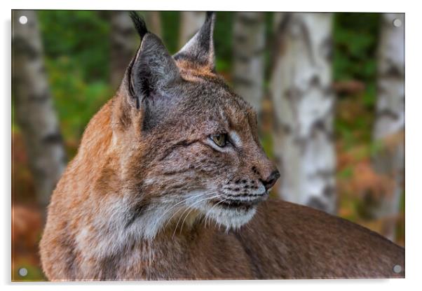 Eurasian Lynx in Birch Forest Acrylic by Arterra 