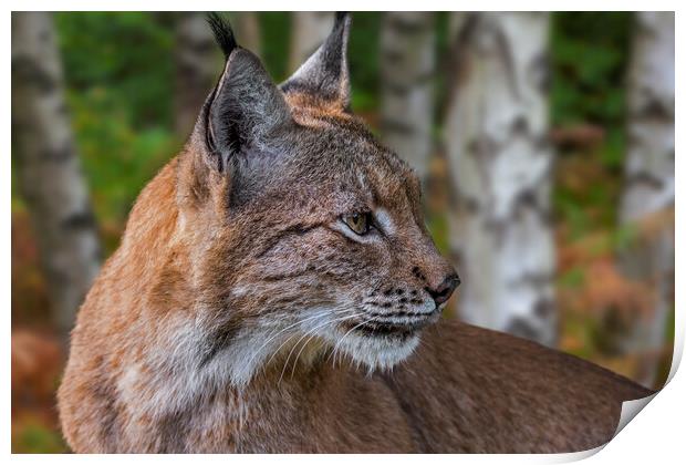 Eurasian Lynx in Birch Forest Print by Arterra 