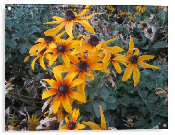 Black eyed Susan Acrylic by Ali asghar Mazinanian