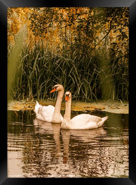 Swans Together Framed Print by Ivor Bond