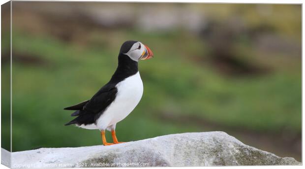 Atlantic Puffin Canvas Print by Simon Marlow