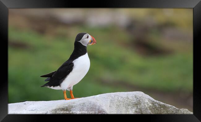 Atlantic Puffin Framed Print by Simon Marlow