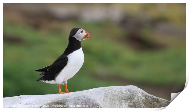 Atlantic Puffin Print by Simon Marlow