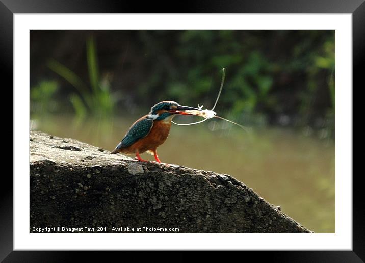 Common Kingfisher Framed Mounted Print by Bhagwat Tavri