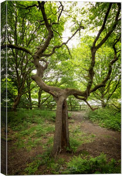 Lone tree at Clifton Country Park  Canvas Print by Jonathan Thirkell