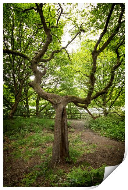 Lone tree at Clifton Country Park  Print by Jonathan Thirkell