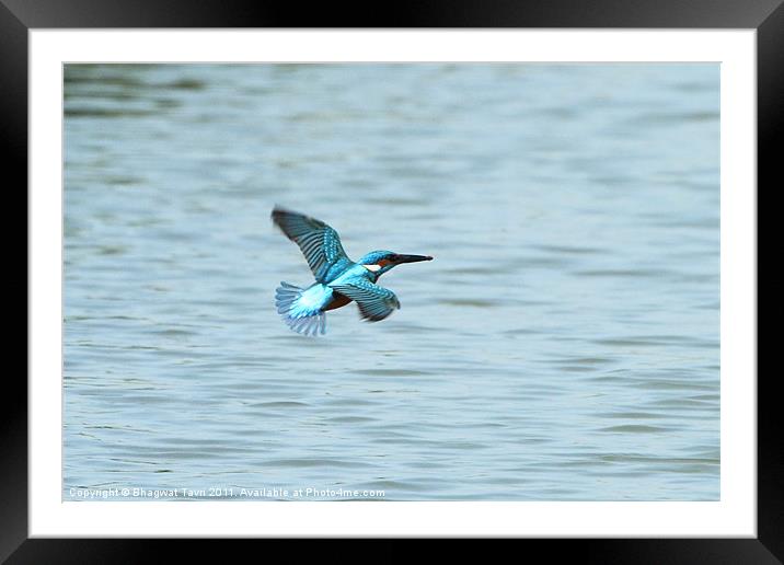 Common Kingfisher in flight. Framed Mounted Print by Bhagwat Tavri