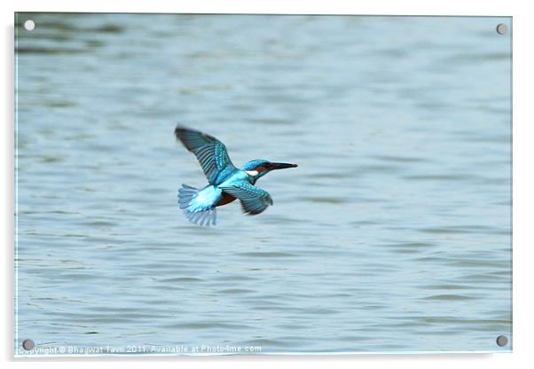Common Kingfisher in flight. Acrylic by Bhagwat Tavri
