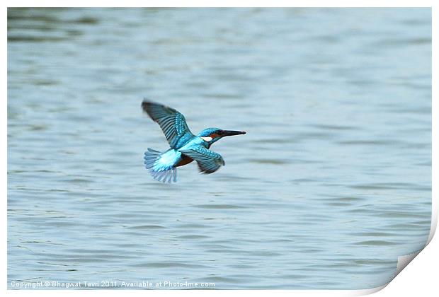 Common Kingfisher in flight. Print by Bhagwat Tavri