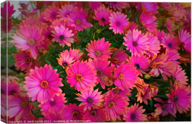 Dance of Daisies at Sunset - CR2105-5278-PIN-R Canvas Print by Jordi Carrio