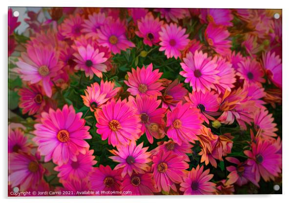 Dance of Daisies at Sunset - CR2105-5278-PIN-R Acrylic by Jordi Carrio