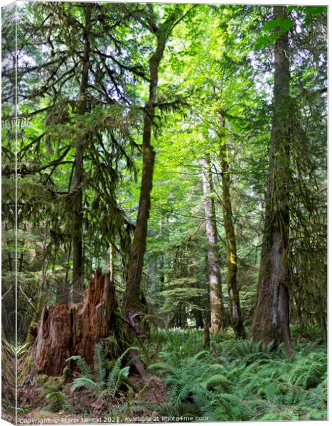 Forests of Vancouver Island in Canada Canvas Print by Maria Janicki