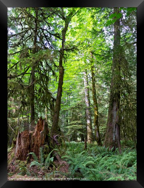 Forests of Vancouver Island in Canada Framed Print by Maria Janicki