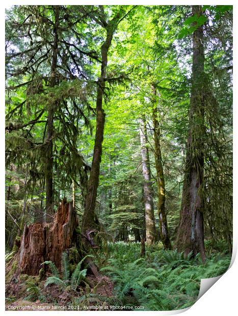 Forests of Vancouver Island in Canada Print by Maria Janicki