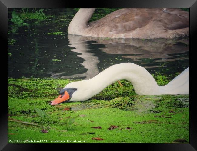 Feeding Swan Framed Print by Sally Lloyd