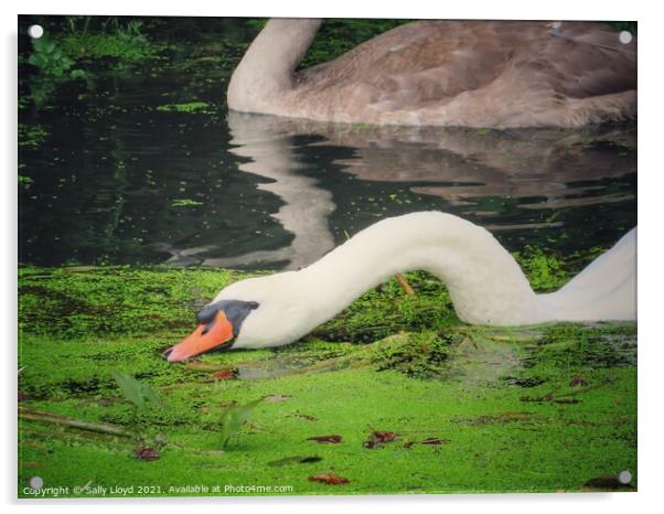 Feeding Swan Acrylic by Sally Lloyd