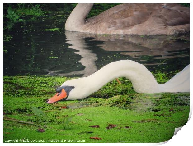 Feeding Swan Print by Sally Lloyd