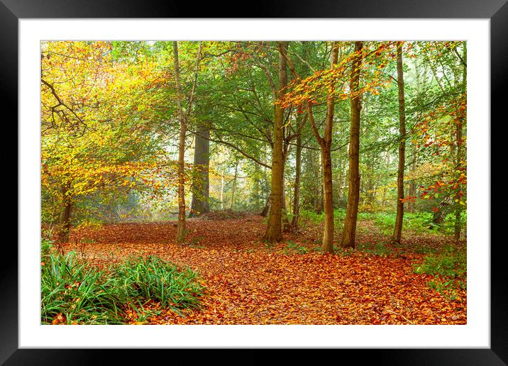 A Walk in the park Framed Mounted Print by John Hall