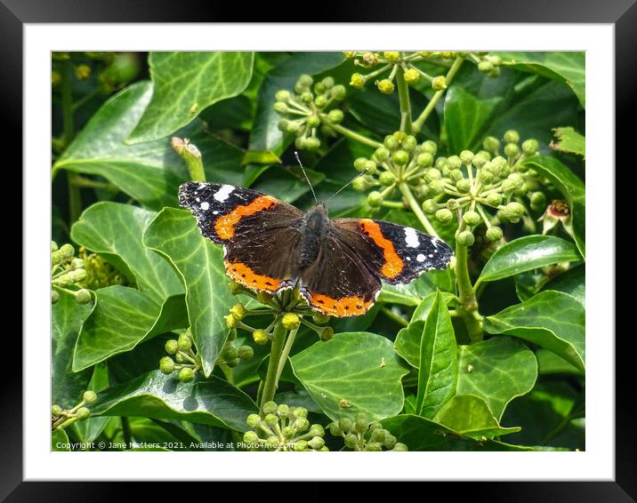 Red Admiral  Framed Mounted Print by Jane Metters