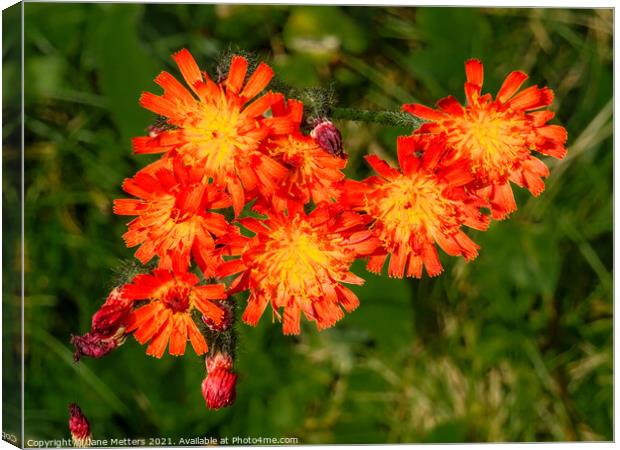 Fox and Cubs  Canvas Print by Jane Metters