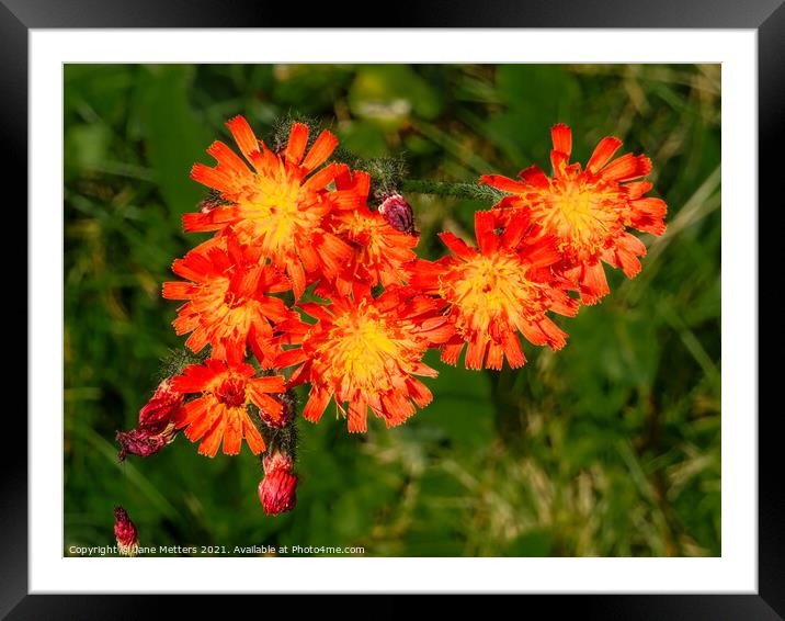 Fox and Cubs  Framed Mounted Print by Jane Metters