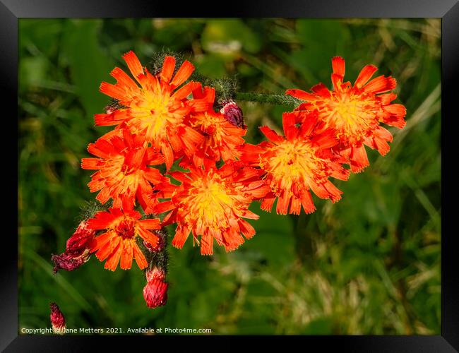 Fox and Cubs  Framed Print by Jane Metters