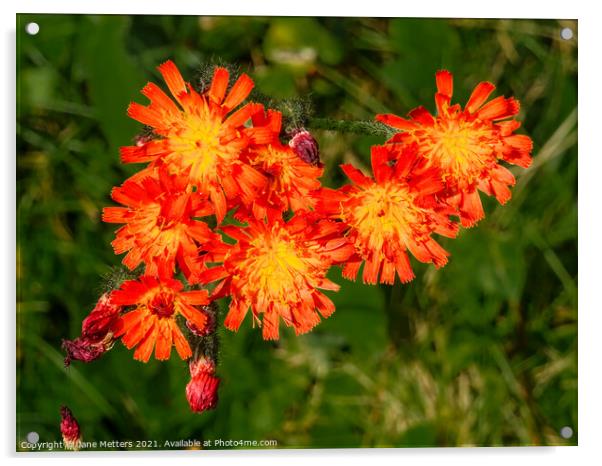 Fox and Cubs  Acrylic by Jane Metters