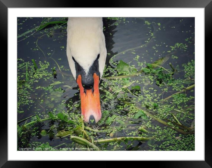 A swan feeding in the River Tas, Norfolk  Framed Mounted Print by Sally Lloyd