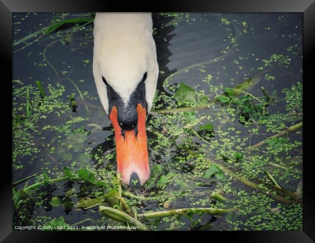 A swan feeding in the River Tas, Norfolk  Framed Print by Sally Lloyd