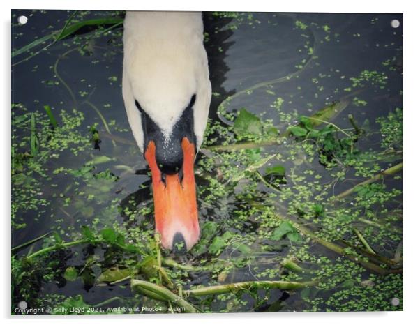 A swan feeding in the River Tas, Norfolk  Acrylic by Sally Lloyd