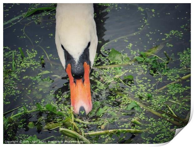 A swan feeding in the River Tas, Norfolk  Print by Sally Lloyd