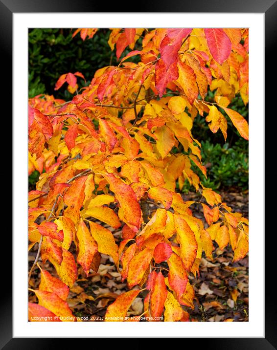 Sunlit Autumn Foliage Framed Mounted Print by Dudley Wood