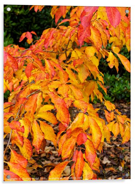 Sunlit Autumn Foliage Acrylic by Dudley Wood