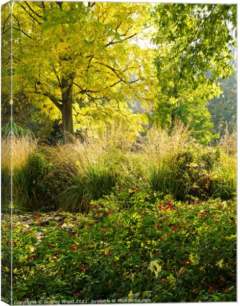 Enchanted Sunlit Woodlands Canvas Print by Dudley Wood