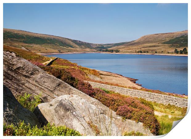 Last of the heather Print by David McCulloch