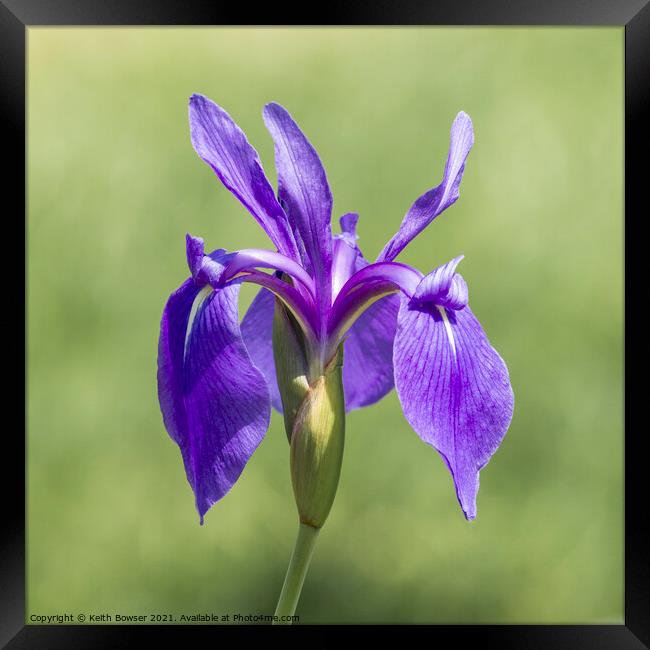 Blue Water Iris Framed Print by Keith Bowser
